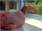 Chuyện lạ xứ Thanh: Lợn đẻ ra quái vật đầu gà