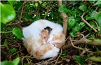 Kỳ lạ mèo đẻ con ở tít trên tổ chim cao