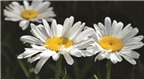 Những tác dụng không ngờ của hoa cúc trắng