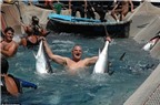 [Photo] Nghi lễ săn cá ngừ nổi tiếng gây nhiều tranh cãi