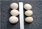Mẹo phân biệt trứng gà ta với gà công nghiệp tẩy trắng