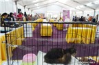 Lễ hội hoa và mèo hút phái nữ ở Malaysia