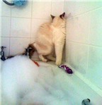 Đau bụng cười chuyện mèo sợ tắm táp