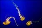 Cách tái tạo cánh tay kỳ dị của loài sứa