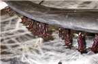 Ghê rợn ký sinh trùng sống trên thân cá heo, cá voi