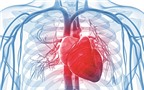 Arginin và những công dụng trên tim mạch