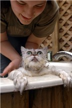 Đau bụng cười chuyện mèo sợ tắm táp (2)
