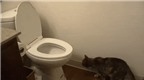 Cô mèo thông minh biết đi vệ sinh trong toilet nhưng... quên xả nước