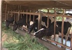 Phòng chống bệnh mùa nắng nhằm đảo bảo năng suất, chất lượng bò sữa