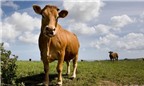 Con bò nổi tiếng Ba Lan bị bắt lại sau hai năm chạy trốn
