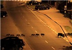 Ảnh động vật ấn tượng: Động vật ý thức băng qua đường