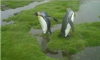 Đôi chim cánh cụt kỳ quặc quyết giữ chân khô ráo