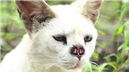 Mèo đồng cỏ châu Phi cắt mũi chống lại bệnh ung thư