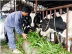 Lâm Đồng: Một thôn có hơn 50% số hộ nuôi bò sữa