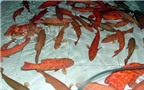 Cá mú đỏ tiền triệu vẫn hấp dẫn khách mua Hà Thành