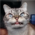 [Photo] Chú mèo bỗng dưng nổi tiếng nhờ bộ răng giống 