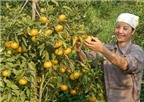 Thu trăm tỷ nhờ trồng cam đặc sản