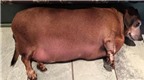 Chú chó lợn 17kg thực hiện giảm cân