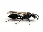 Ong bắp cày giúp trị ung thư