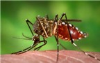 Ðiều tra muỗi truyền bệnh để khống chế sốt xuất huyết