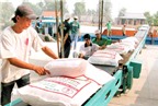 Gạo Việt nguy cơ bị Campuchia, Lào “vượt mặt”