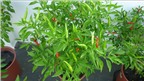 Học cách trồng ớt tại nhà cho quả sai trĩu cả năm