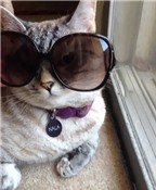 Nala-Chú mèo mập nổi tiếng nhất Instagram