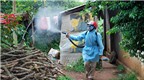 Cách đốt hương muỗi phòng sốt xuất huyết không gây độc hại