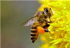 Cách sơ cứu nhanh khi bị ong đốt
