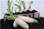 Củ cải – thực phẩm dinh dưỡng cho mùa thu