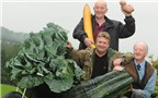 Lão nông Anh bật mí về cách trồng rau, củ “khủng”