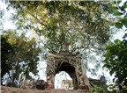 Độc đáo cây đa “bảo vệ” cổng phủ trăm năm tuổi