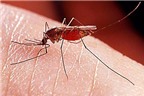 Sắp có văcxin ngừa bệnh sốt xuất huyết