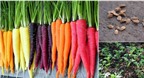 Học cách trồng cà rốt 7 màu ngon ngọt cả nhà đều mê