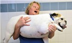 Điểm danh những thú cưng “siêu béo phì” trên thế giới