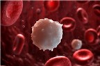 Tìm ra cách khiến tế bào ung thư máu tự diệt nhau