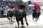 Lễ hội đua trâu độc đáo ở Thái Lan