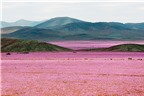 Kỳ lạ sa mạc khô cằn phủ đầy hoa tuyệt đẹp