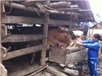 Bí quyết tránh rét, bảo vệ đàn trâu bò độc đáo ở Bản Mế