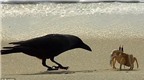 Chú cua thông minh đối phó với hai con quạ đói trên bãi biển