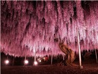 Những bức hình tuyệt đẹp về cây đậu tía 144 năm tuổi tại Nhật Bản