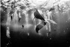 Những bức ảnh chụp dưới nước đẹp đáng kinh ngạc này là sản phẩm của máy ảnh du lịch